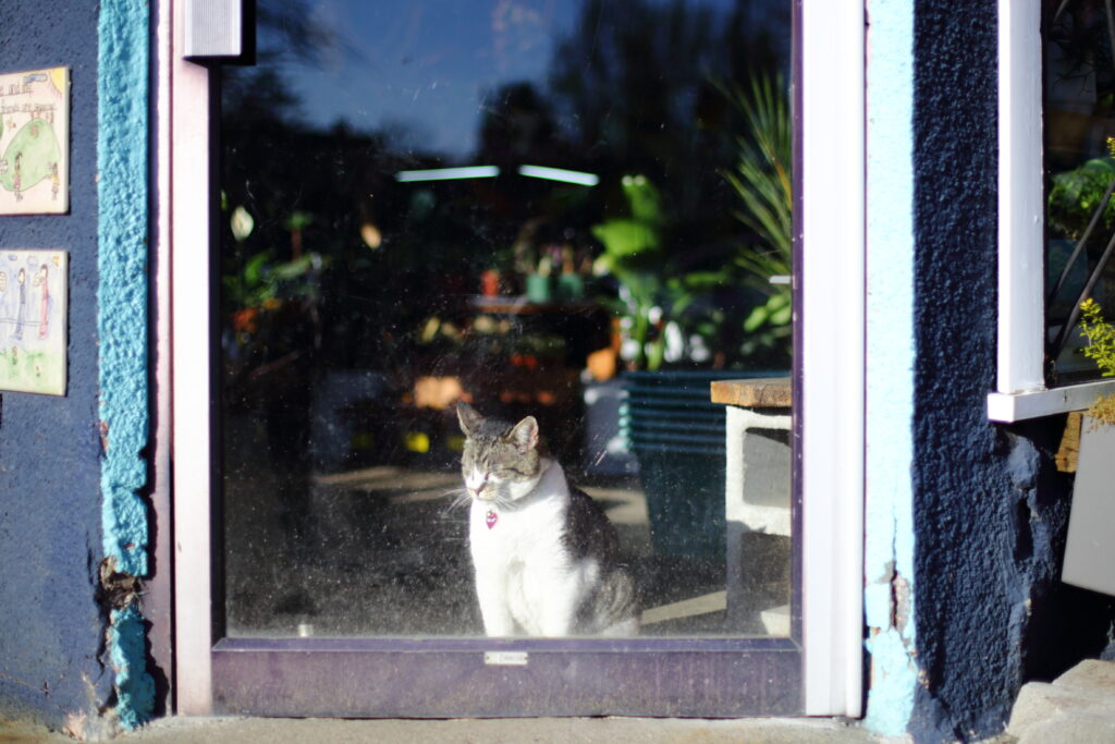 A cat sits, eyes closed, in the glass doorway of a garden store.
