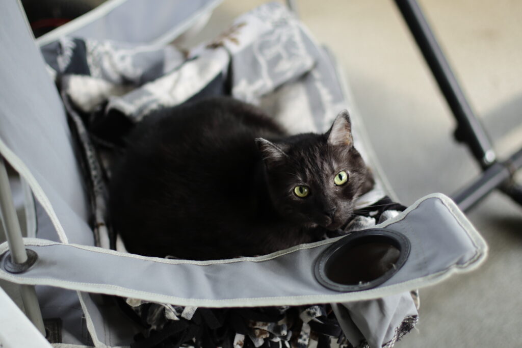 a smokey black cat looks up from where he is laying on a camp chair.