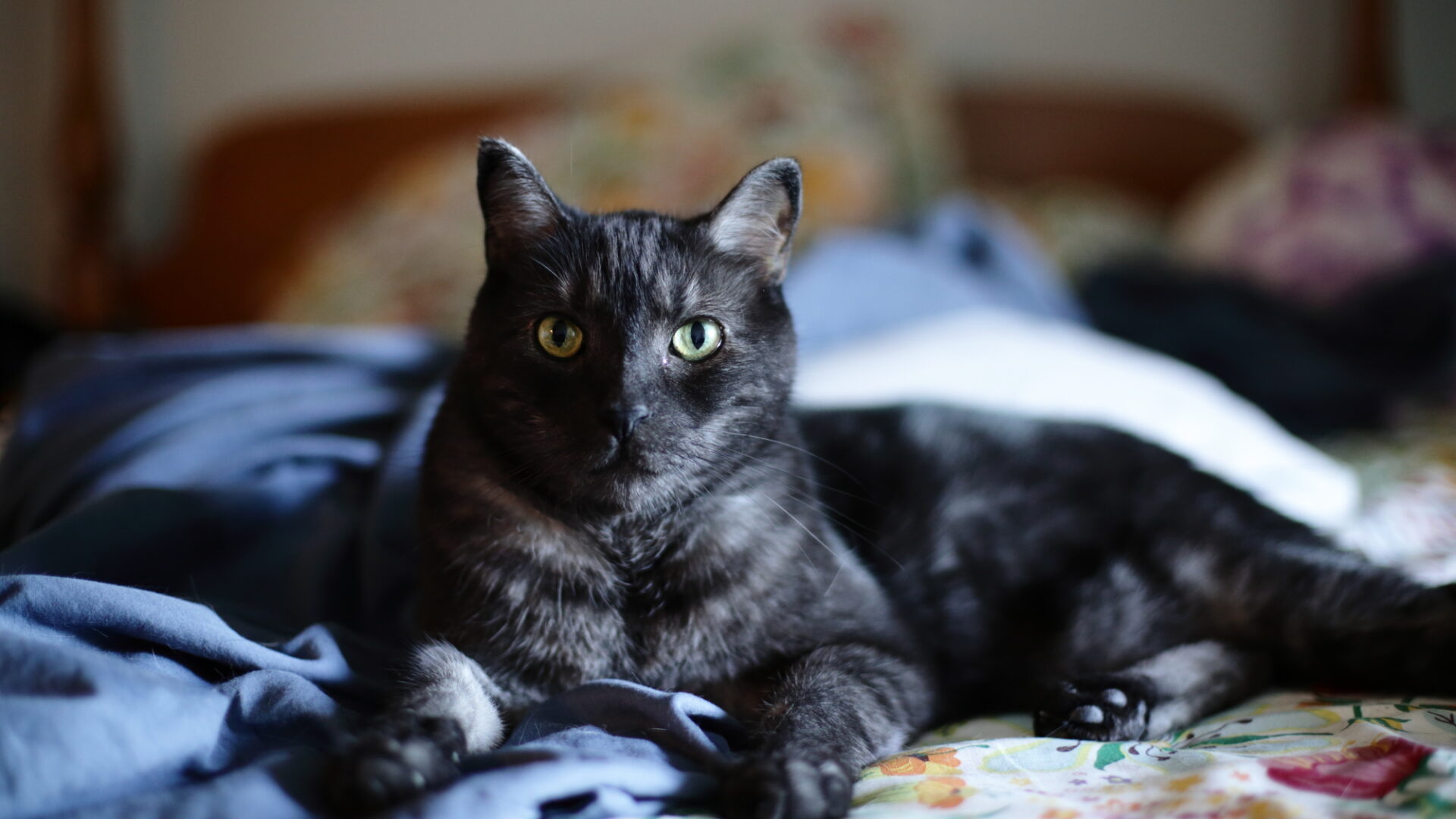 A smokey black cat lays on a white floral bed spread.
