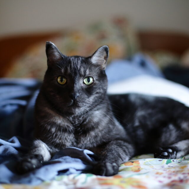 A smokey black cat lays on a white floral bed spread.