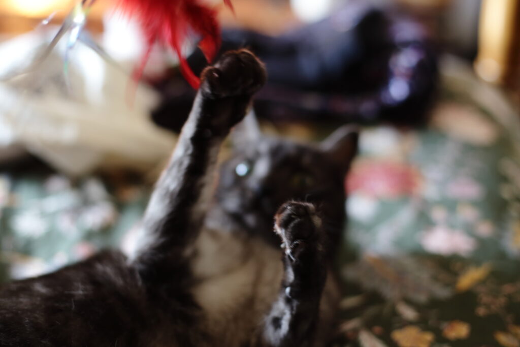 A smokey black cat lays on his back, paws in the air playing, on a green floral bed spread.