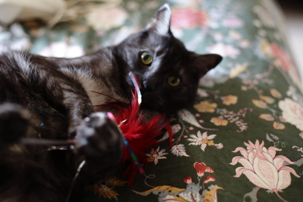 A smokey black cat lays on his back on a green floral bed spread.