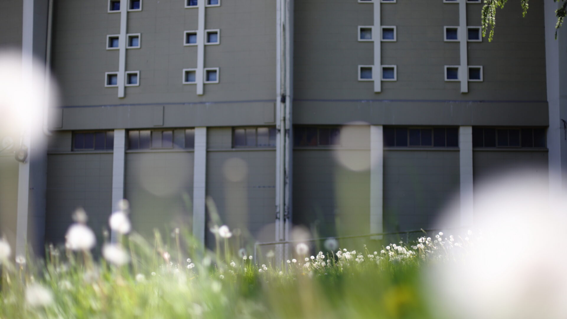 A concrete building sits in the background of an out-of-focus lawn with dandelions.