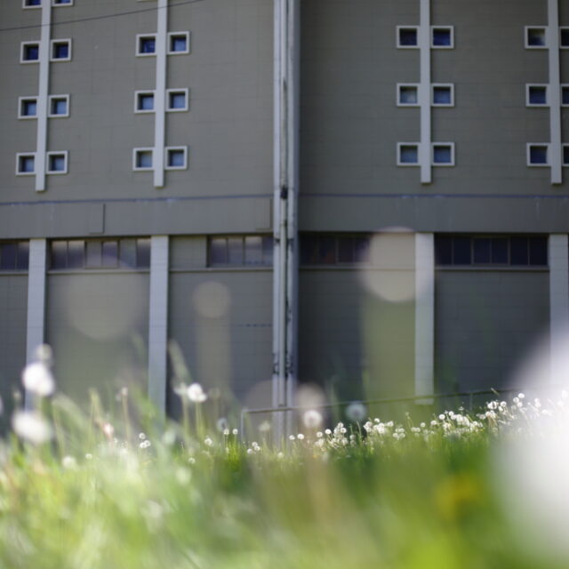 A concrete building sits in the background of an out-of-focus lawn with dandelions.